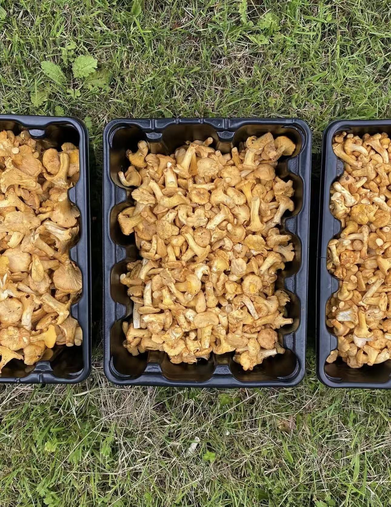 MORI TAKE 往年鸡油菌实拍，分装在三个托盘里